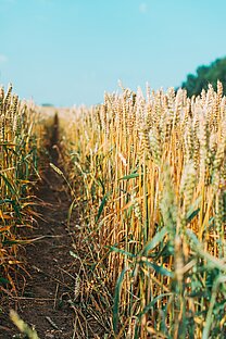 Path in the cornfield